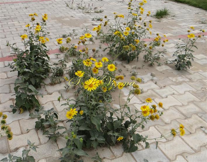  Plants
